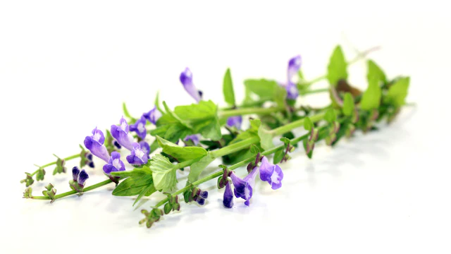 Scutellaria Baicalensis Root Extract